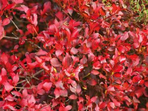 Enkianthus perulatus