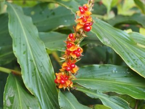 Hedychium ‘Assam Orange’