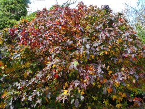 Liquidambar styraciflua ‘Oconee’