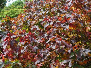 Liquidambar styraciflua ‘Oconee’