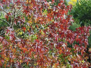 Liquidambar styraciflua ‘Red Star’