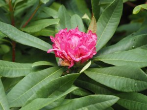 Rhododendron ‘Cornish Red’
