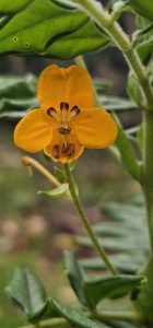 Senna stipulacea var. stipulacea