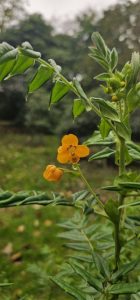 Senna stipulacea var. stipulacea