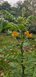 Senna stipulacea var. stipulacea