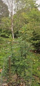 Senna stipulacea var. stipulacea