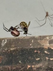 Large spider catches wasp
