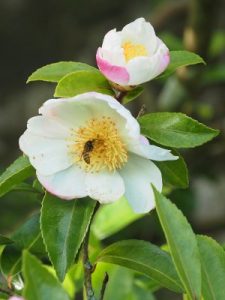 Camellia sasanqua ‘Narumigata’