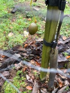 Davidia involucrata ‘Sonoma’