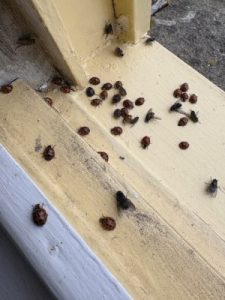 Ladybirds trying to hibernate