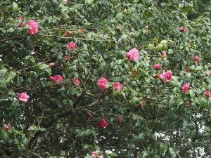 Camellia x williamsii ‘George Blandford’