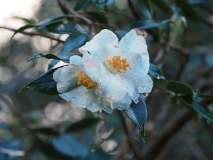 Camellia ‘Cornish Snow Michael’