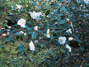 Camellia ‘Cornish Snow Michael’