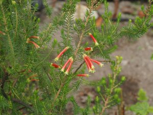 Erica versicolor