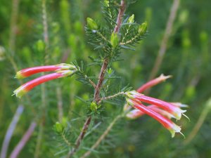 Erica versicolor