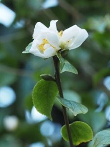 Camellia grijsii