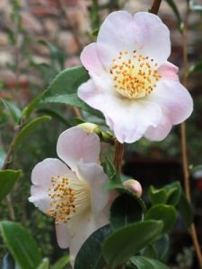 Camellia ‘Cinnamon Scentsation’