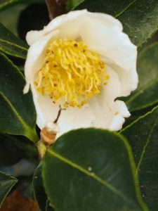Camellia oleifera