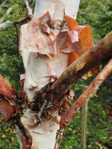 Betula utilis subsp. albosinensis ‘China Ruby’