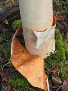 Betula utilis subsp. albosinensis ‘China Ruby’