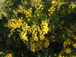 Acacia baileyana