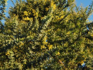 Acacia baileyana