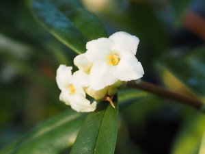 Daphne bholua ‘Garden House Ghost’