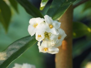 Daphne bholua ‘Garden House Ghost’