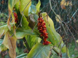 Hedychium gardnerianum