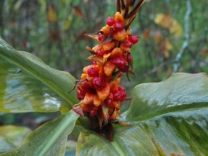 Hedychium gardnerianum