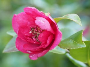 Camellia sasanqua ‘Bonanza’