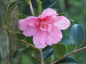 Camellia sasanqua ‘Elfin Rose’
