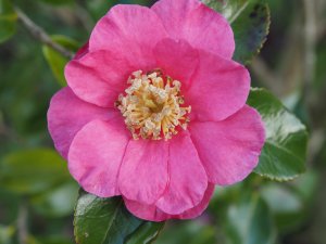 Camellia sasanqua ‘Sekiyo’