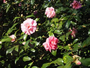 Camellia x williamsii ‘George Blandford’
