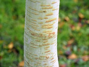 Betula utilis ‘Forest Blush’