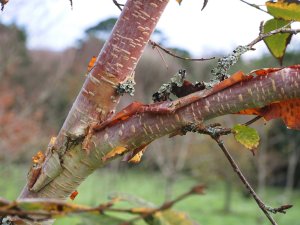 Betula utilis ‘Forest Blush’