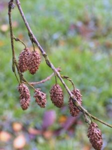 Betula utilis ‘Forest Blush’