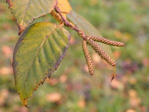Betula utilis ‘Forest Blush’