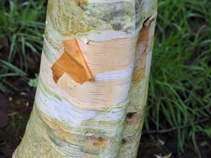 Betula utilis var. jacquemontii ‘Inverleith’