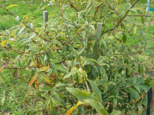 Quercus affinis x Quercus laurina