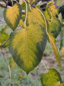 Tilia insignis