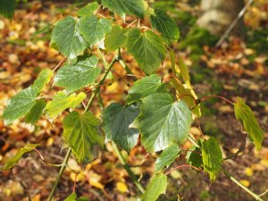Acer morrisonense