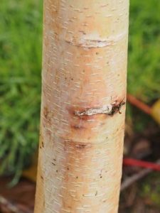 Betula utilis subsp. albosinensis ‘China Ruby’