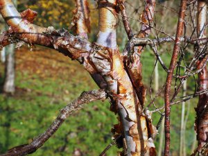 Betula utilis subsp. albosinensis ‘China Ruby’