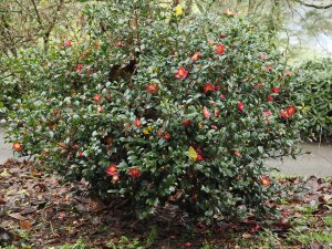 Camellia ‘Yuletide’