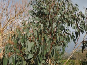 Eucalyptus delegatensis