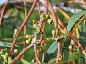 Eucalyptus gregsoniana