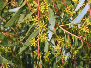 Eucalyptus gregsoniana