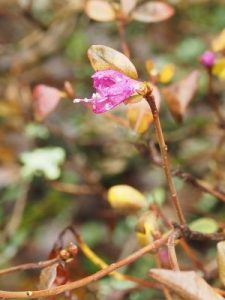 Rhododendron mucronulatum