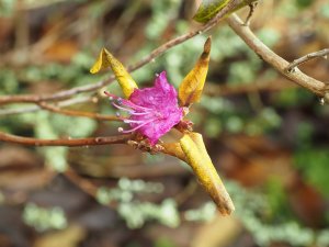 Rhododendron mucronulatum
